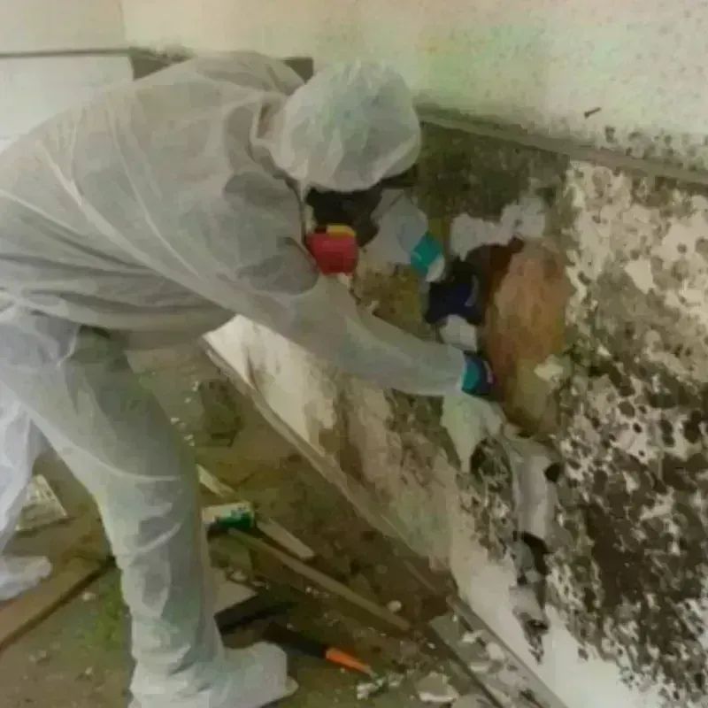 Best Mold Remediation and Removal Service in Mechanicsville, IA